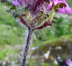 Pedicularis roylei