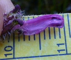 Pedicularis roylei