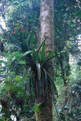Guzmania gloriosa
