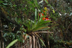 Guzmania gloriosa