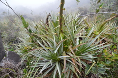 Puya glomerifera