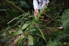 Guzmania gloriosa