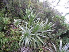 Puya glomerifera