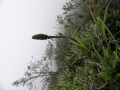 Puya glomerifera