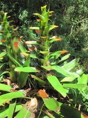 Guzmania gloriosa