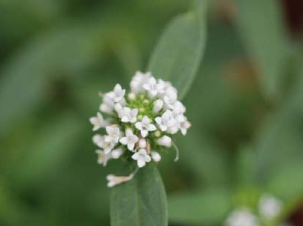 Mitracarpus maxwelliae