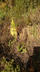 Bulbine alooides
