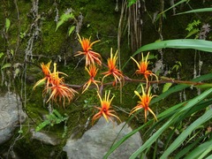 Pitcairnia dendroidea