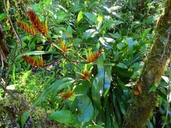 Pitcairnia dendroidea