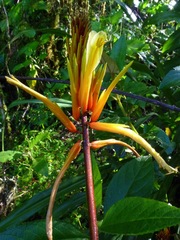 Pitcairnia dendroidea