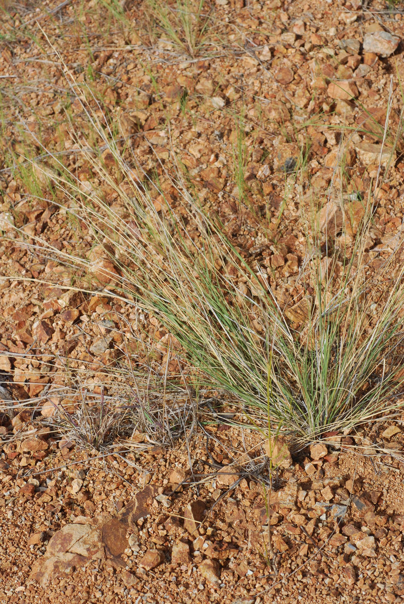Aristida chaseae