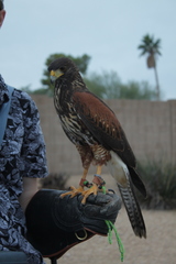 Parabuteo