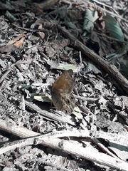 Pharneuptychia phares