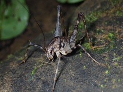 Diestrammena iriomotensis