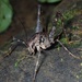 Diestrammena iriomotensis - Photo (c) orthoptera-jp, some rights reserved (CC BY-NC), uploaded by orthoptera-jp