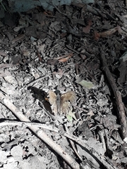 Pharneuptychia phares