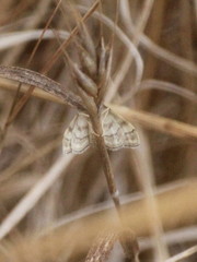 Idaea circuitaria