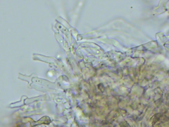 Cylindrobasidium laeve