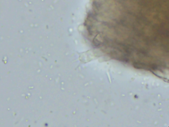 Cylindrobasidium laeve