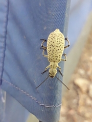 Epicauta minutepunctata