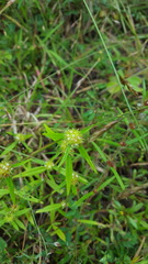 Spermacoce suaveolens