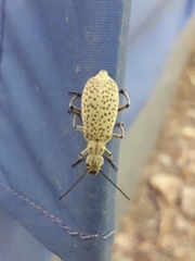 Epicauta minutepunctata