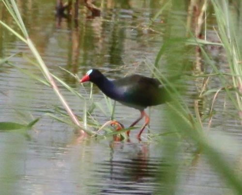 Allen's Gallinule