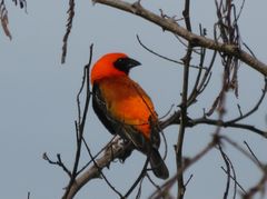 Euplectes hordeaceus