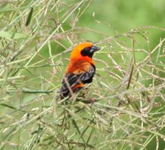 Euplectes hordeaceus