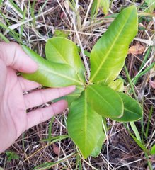 Myrsine cubana