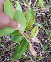 Myrsine cubana