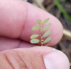 Phyllanthus pentaphyllus