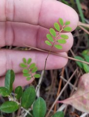 Phyllanthus pentaphyllus