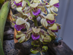 Orchidaceae