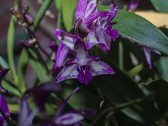 Orchidaceae