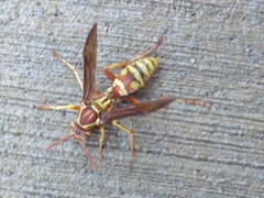 Polistes apachus apachus