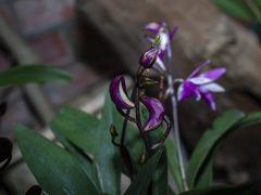 Orchidaceae
