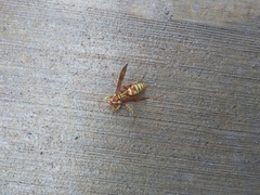 Polistes apachus apachus