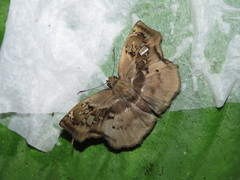 Quadrus lugubris