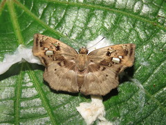 Quadrus lugubris