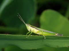 Gesonula punctifrons