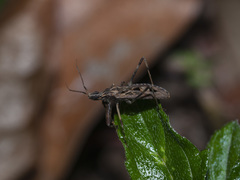 Oncocephalus pudicus