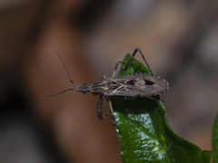 Oncocephalus pudicus