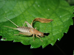 Ornebius bimaculatus