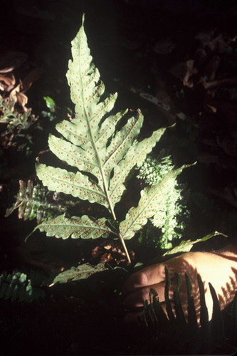 Puerto Rico Halberd Fern (Tectaria estremerana)