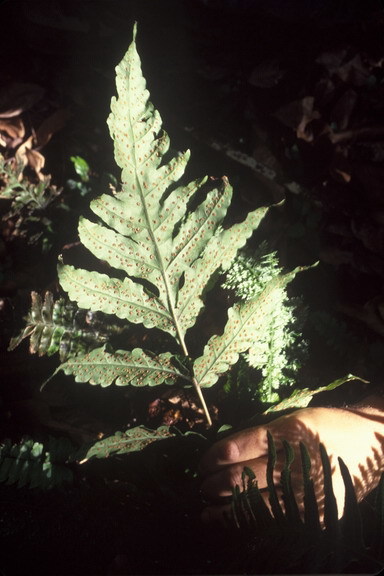 Tectaria estremerana