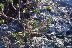 Polygonum paronychia