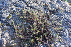 Polygonum paronychia