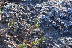 Polygonum paronychia