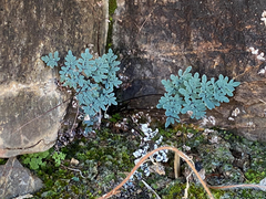 Argyrochosma limitanea